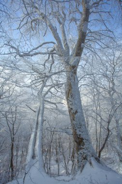 Sabaduri ormanlarında karla kaplı ağaçlar, kış manzarası. Georgia