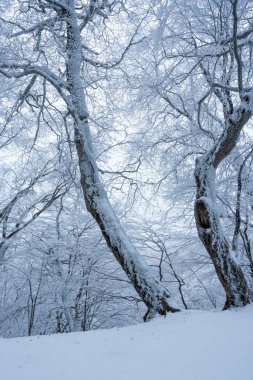Sabaduri ormanlarında karla kaplı ağaçlar, kış manzarası. Georgia