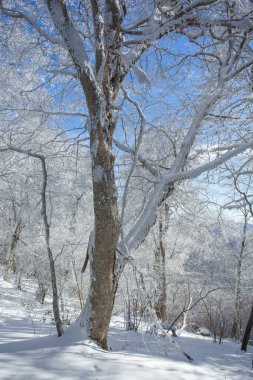 Sabaduri ormanlarında karla kaplı ağaçlar, kış manzarası. Georgia