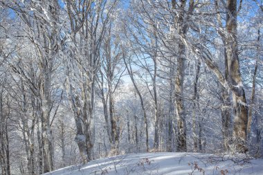 Sabaduri ormanlarında karla kaplı ağaçlar, kış manzarası. Georgia