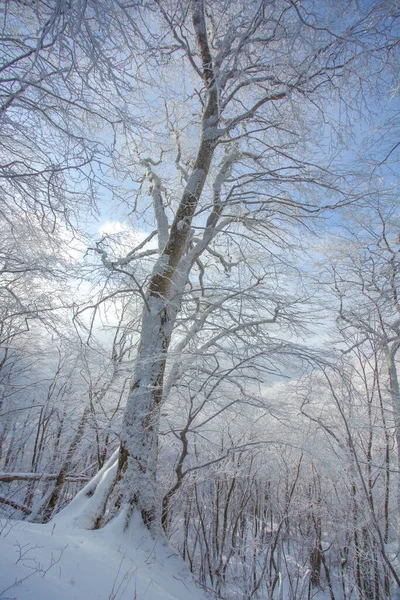 Δέντρα Καλυμμένα Χιόνι Στο Δάσος Sabaduri Χειμερινό Τοπίο Γεωργία — Φωτογραφία Αρχείου