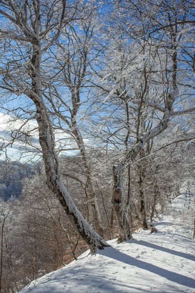Träd Täckta Med Snö Sabaduri Skog Vinter Landskap Georgien — Stockfoto