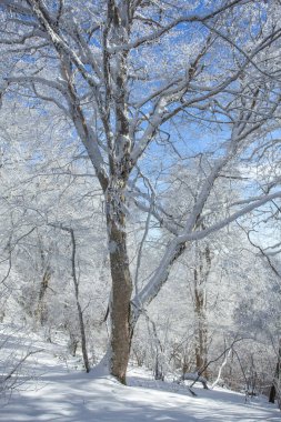 Sabaduri ormanlarında karla kaplı ağaçlar, kış manzarası. Georgia