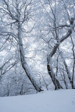 Sabaduri ormanlarında karla kaplı ağaçlar, kış manzarası. Georgia