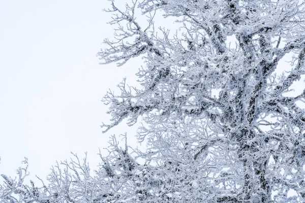 サバドリの森の雪に覆われた木々 冬の風景 ジョージア — ストック写真