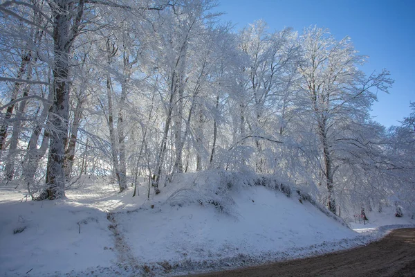 Silnice Lese Sabaduri Pokrytým Sněhem Zimní Čas Krajina Georgia — Stock fotografie