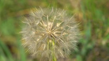 Karahindiba tohumu başlarının makro görüntüsünü kapat. Yüksek kaliteli FullHD görüntüler