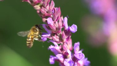 Uçan yaban arısı lavanta çiçeklerinden polen topluyor. Yüksek kaliteli FullHD görüntüler