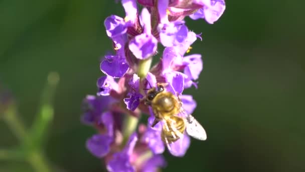 Latający Trzmiel Zbierający Pyłek Kwiatów Lawendy Wysokiej Jakości Materiał Filmowy — Wideo stockowe