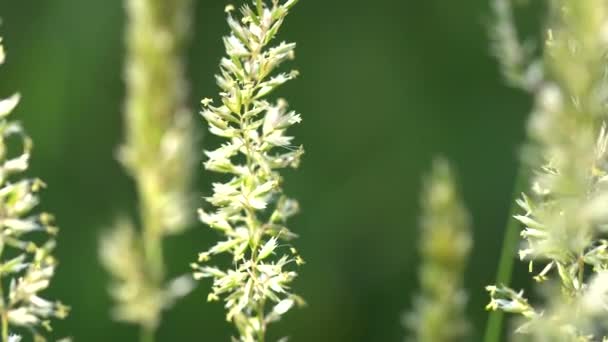 Dmuchanie Zielona Trawa Kwiat Wysokiej Jakości Materiał Filmowy Fullhd — Wideo stockowe