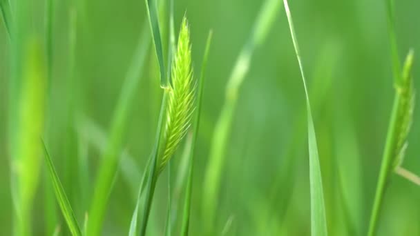 Groen Gras Dat Wind Beweegt Hoge Kwaliteit Fullhd Beeldmateriaal — Stockvideo