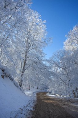 Sabaduri Ormanı yolu karla kaplı. Kış zamanı. Manzara. Georgia
