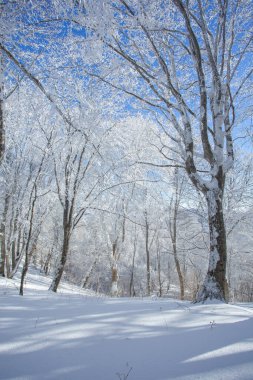 Sabaduri ormanlarında karla kaplı ağaçlar, kış manzarası. Georgia