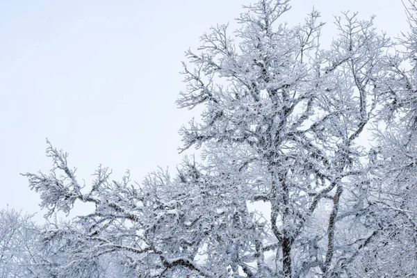 Stromy Pokryté Sněhem Lese Sabaduri Zimní Krajina Georgia — Stock fotografie