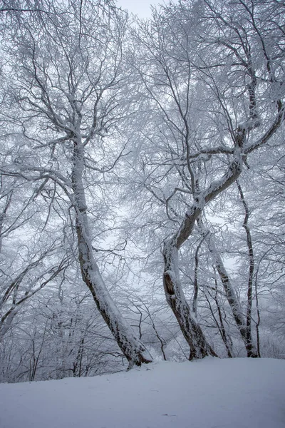 萨巴杜里森林被雪覆盖着的树木 冬季的风景 格鲁吉亚 — 图库照片