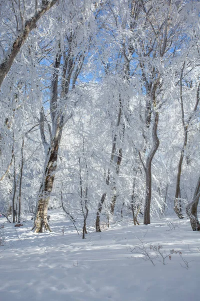 Деревья Покрытые Снегом Лесу Сабадури Зимний Пейзаж Грузия — стоковое фото