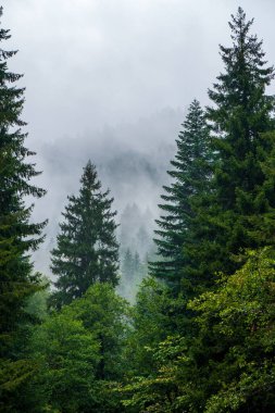 Georgia 'nın Racha bölgesindeki dağlarda Noel ağacı ormanı. Doğa