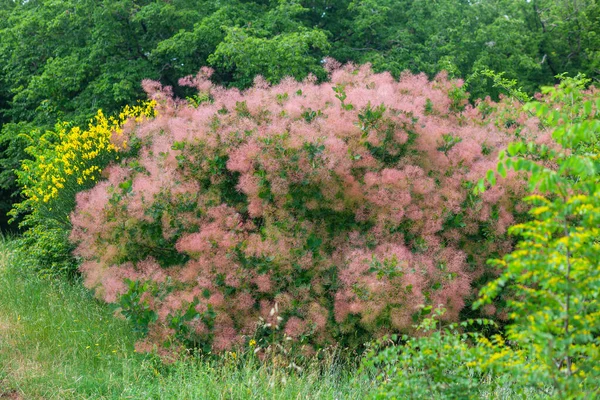 Kwiat Krzewu Różowy Sumak Dym Drzewa Słońcu Natura — Zdjęcie stockowe