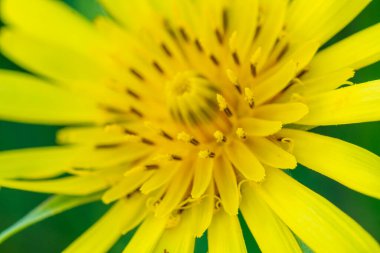 Bir makro yakın çekim Euryops pectinatus tam çiçek, tek bir sarı papatya
