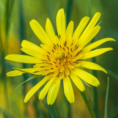 Bir makro yakın çekim Euryops pectinatus tam çiçek, tek bir sarı papatya