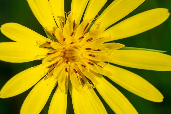 Macro Close Euryops Pectinatus Full Bloom Single Yellow Daisy — Stok fotoğraf