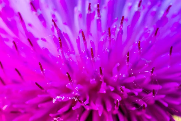 Макрофотографія Яскравої Пурпурової Квітки Будяка Flora — стокове фото