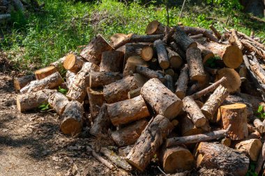 Kış için yakacak odun hazırlıyorum. Yakacak odun geçmişi, ormanda yakacak odun yığınları. Yakacak odun yığını