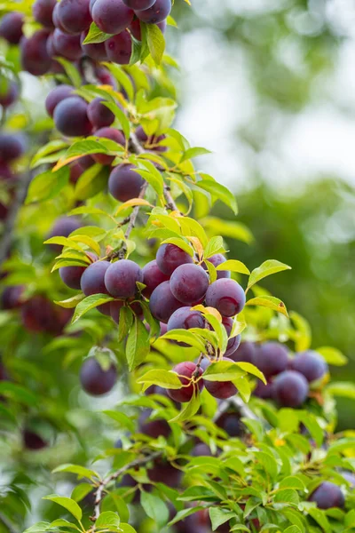 Plum Delicious Purple Pink Sweet Fruit Tree Branch Orchard Fruit — Stock Fotó