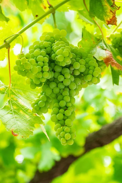 Uvas Com Folhas Verdes Videira Frutos Frescos — Fotografia de Stock