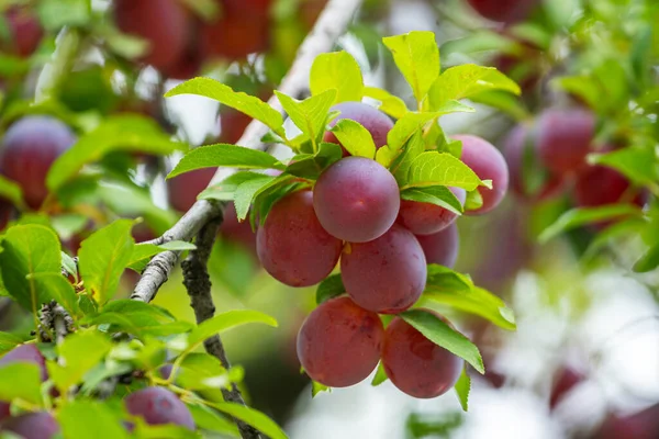 Plum Delicious Purple Pink Sweet Fruit Tree Branch Orchard Fruit 스톡 사진