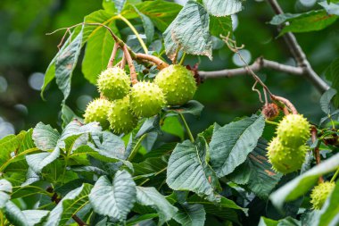 Dalın üzerinde yeşil yaban kestanesi meyvesi var. Ağaç Castanea, bazen At-Kestane, Buckeye denir.