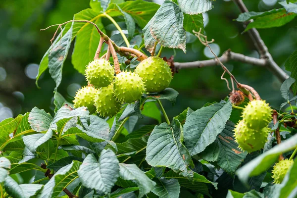 Dalın üzerinde yeşil yaban kestanesi meyvesi var. Ağaç Castanea, bazen At-Kestane, Buckeye denir.