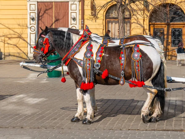 Krakow Poland March 2022 Horse Carriages Main Square Krakow Travel — Zdjęcie stockowe