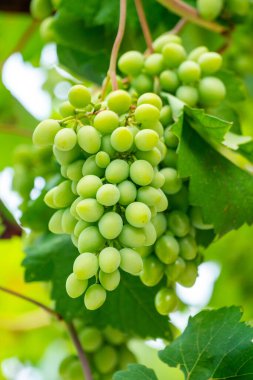 Several bunches of developing green not mature grapes hanging down from a vine