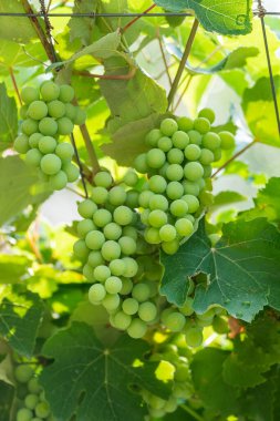 Several bunches of developing green not mature grapes hanging down from a vine