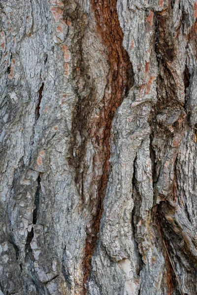 Close Shot Wood Tree Outer Bark Wild Forest Nature — Fotografia de Stock