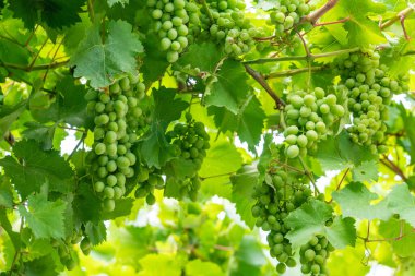 Several bunches of developing green not mature grapes hanging down from a vine