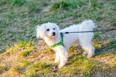 Walking cute Bichon Frise puppy on a leash in green grass outdoors. Animal
