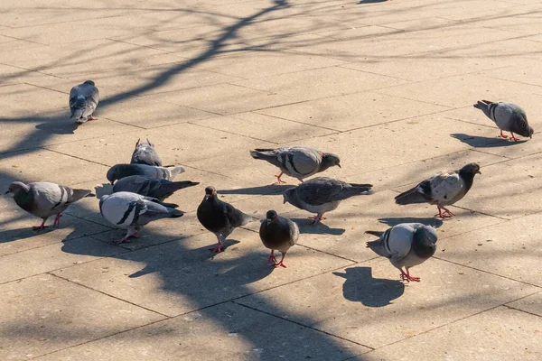 Flock Birds Pigeons Pecking Bread Public Park Animals — Stock Photo, Image