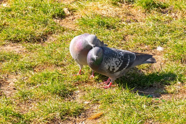 Flock Birds Pigeons Pecking Bread Public Park Animals — Stock Fotó