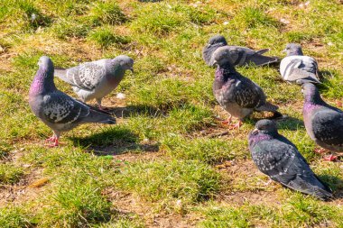 A flock of birds of pigeons pecking bread in a public park. Animals