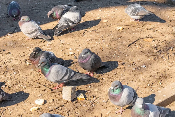 Flock Birds Pigeons Pecking Bread Public Park Animals — Fotografia de Stock