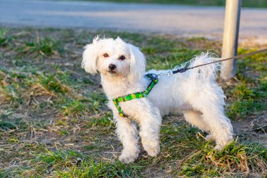 Walking cute Bichon Frise puppy on a leash in green grass outdoors. Animal