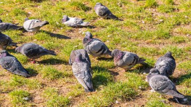 A flock of birds of pigeons pecking bread in a public park. Animals