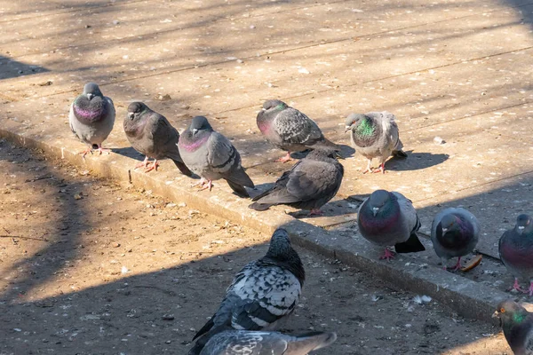 Flock Birds Pigeons Pecking Bread Public Park Animals — Stock Fotó