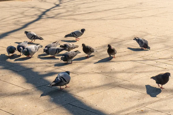 Flock Birds Pigeons Pecking Bread Public Park Animals — 스톡 사진