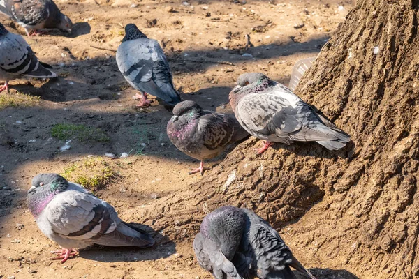 Flock Birds Pigeons Pecking Bread Public Park Animals — Stock Fotó