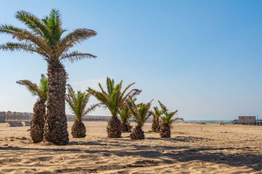Güneşli bir günde asfalt üzerinde yürüyen bir kuş.