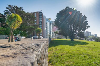 sunlit tree over green nature park