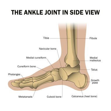 İnsan ayağı yapısı, anatomik tıp öğretim afişi topuk kemikleri, parmak kemikleri, eklem, ayak bileği. Sağlık hizmeti modeli, vektör illüstrasyonu.